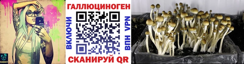 маркетплейс какой сайт Мурино Псилоцибиновые грибы Cubensis hydra онион